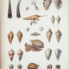 1. Dentalium formosum; 2. Rostellaria rectirostris; 3. Oniscia exquisita; 4. Shells of the winged nuclei of Cypræa annulus; 5. Cypræa caurica; 6. Cypræa erosa; 7. Conus papillaris; 8. Conus Borneensis; 9. Conus floridulus; 10. Conus pica; 11. Conus pigmentatus.