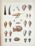 1. Dentalium formosum; 2. Rostellaria rectirostris; 3. Oniscia exquisita; 4. Shells of the winged nuclei of Cypræa annulus; 5. Cypræa caurica; 6. Cypræa erosa; 7. Conus papillaris; 8. Conus Borneensis; 9. Conus floridulus; 10. Conus pica; 11. Conus pigmentatus.