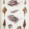 1. Pleurotoma impages; 2. Pleurotoma fagina; 3. Triton testudinarius; 4. Ficula lævigata; 5. Ficula reticulata; 6. Terebellum subulatum; 7. Calyptræa trigonalis.