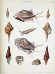 1. Pleurotoma impages; 2. Pleurotoma fagina; 3. Triton testudinarius; 4. Ficula lævigata; 5. Ficula reticulata; 6. Terebellum subulatum; 7. Calyptræa trigonalis.