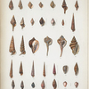 1. Pyramidella magnifica; 2. Cancellaria macrospira; 3. Cancellaria semipellucida; 4. Cancellaria lyrata; 5. Pleurotoma lurida; 6. Pleurotoma albicincta; 7. Pleurotoma leucotropis; 8. Pleurotoma Coreanica; 9. Mangelia trivittata; 10. Cyllene lugubris; 11. Cyllene pulchella; 12. Oliva fulgurata; 13. Terebra torquata; 14. Cerithium articulatum; 15. Cerithium longicaudatum; 16. Cancellaria pyrum; 17. Triton pyrulum; 18. Triton monilifer; 19. Strombus corrugatus; 20. Terebra serotina; 21. Terebra albicostata; 22. Terebra cælata; 23. Terebra areolata; 24. Terebra roseata; 25. Marginella onychina; 26. Mitra rufilirata; 27. Mitra Suluensis; 28. Mitra semisculpta; 29. Mitra dichroa; 30. Mitra rubella; 31. Mitra incisa; 32. Erato callosa.