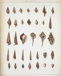 1. Pyramidella magnifica; 2. Cancellaria macrospira; 3. Cancellaria semipellucida; 4. Cancellaria lyrata; 5. Pleurotoma lurida; 6. Pleurotoma albicincta; 7. Pleurotoma leucotropis; 8. Pleurotoma Coreanica; 9. Mangelia trivittata; 10. Cyllene lugubris; 11. Cyllene pulchella; 12. Oliva fulgurata; 13. Terebra torquata; 14. Cerithium articulatum; 15. Cerithium longicaudatum; 16. Cancellaria pyrum; 17. Triton pyrulum; 18. Triton monilifer; 19. Strombus corrugatus; 20. Terebra serotina; 21. Terebra albicostata; 22. Terebra cælata; 23. Terebra areolata; 24. Terebra roseata; 25. Marginella onychina; 26. Mitra rufilirata; 27. Mitra Suluensis; 28. Mitra semisculpta; 29. Mitra dichroa; 30. Mitra rubella; 31. Mitra incisa; 32. Erato callosa.