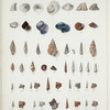 1. Pileopsis astericola; 2. Calyptræa depressa; 3. Calyptræa plana; 4. Calyptræa cancellata; 5. Fissurella excelsa; 6. Emarginula clathrata; 7. Delphinula stellaris; 8. Littorina castanea; 9. Ianthina striolata; 10. Ianthina planispirata; 11. Margarita bicarinata; 12. Buccinum clathratum; 13. Buccinum mitrella; 14. Scalaria maculosa; 15. Scalaria neglecta; 16. Scalaria eximia;  17. Chemnitzia grandis; 18. Buccinum filosum; 19. Columbella tæniata; 20. Rissoa insignis; 21. Buccinum albipunctatum; 22. Rotella conica; 23. Eulima unilineata; 24. Eulima bilineata; 25. Eulima Mindorensis; 26. Eulima tortuosa; 27. Eulima solidula; 28. Triphoris speciosus; 29. Triphoris suturalis; 30. Triphoris alveolatus; 31. Triphoris dextroversus; 32. Triphoris verrucosus; 33. Triphoris granulatus; 34. Triphoris gemmulatus; 35. Purpura cuspidata; 36. Triphoris pyramidalis; 37. Triphoris nodiferus.