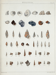 1. Pileopsis astericola; 2. Calyptræa depressa; 3. Calyptræa plana; 4. Calyptræa cancellata; 5. Fissurella excelsa; 6. Emarginula clathrata; 7. Delphinula stellaris; 8. Littorina castanea; 9. Ianthina striolata; 10. Ianthina planispirata; 11. Margarita bicarinata; 12. Buccinum clathratum; 13. Buccinum mitrella; 14. Scalaria maculosa; 15. Scalaria neglecta; 16. Scalaria eximia;  17. Chemnitzia grandis; 18. Buccinum filosum; 19. Columbella tæniata; 20. Rissoa insignis; 21. Buccinum albipunctatum; 22. Rotella conica; 23. Eulima unilineata; 24. Eulima bilineata; 25. Eulima Mindorensis; 26. Eulima tortuosa; 27. Eulima solidula; 28. Triphoris speciosus; 29. Triphoris suturalis; 30. Triphoris alveolatus; 31. Triphoris dextroversus; 32. Triphoris verrucosus; 33. Triphoris granulatus; 34. Triphoris gemmulatus; 35. Purpura cuspidata; 36. Triphoris pyramidalis; 37. Triphoris nodiferus.