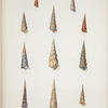 1. Turritella bicolor; 2. Turritella congelata; 3. Turritella conspersa; 4. Turritella miltilirata; 5. Turritella vittulata; 6. Turritella monilifera; 7. Turritella opalina; 8. Eglisia tricarinata; 9. Turritella fastigiata; 10. Turritela declivis; 11. Turritella canaliculata.