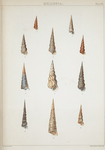 1. Turritella bicolor; 2. Turritella congelata; 3. Turritella conspersa; 4. Turritella miltilirata; 5. Turritella vittulata; 6. Turritella monilifera; 7. Turritella opalina; 8. Eglisia tricarinata; 9. Turritella fastigiata; 10. Turritela declivis; 11. Turritella canaliculata.