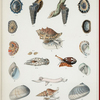 1. Siphonaria Coreensis; 2. Siphonaria radiata; 3. Cerithium obtusum; 4. Ranella albivaricosa; 5. Haliotis venusta; 6. Ancillaria obtusa; 7. Columbella semipunctata; 8. Sigaretus acuminatus; 9. Natica macrotremis; 10.Sigaretus insculptus; 11. Sigaretus latifasciatus;12. Carinaria Atlantica; 13. Pleurotoma Griffithii.