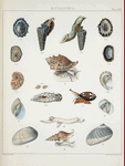 1. Siphonaria Coreensis; 2. Siphonaria radiata; 3. Cerithium obtusum; 4. Ranella albivaricosa; 5. Haliotis venusta; 6. Ancillaria obtusa; 7. Columbella semipunctata; 8. Sigaretus acuminatus; 9. Natica macrotremis; 10.Sigaretus insculptus; 11. Sigaretus latifasciatus;12. Carinaria Atlantica; 13. Pleurotoma Griffithii.
