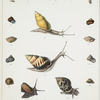 1. Cyclostoma spiracellum; 2. Pupina Mindorensis; 3. Cyclostoma læve; 4. Bulimus gregarius; 5. Bulimus Meiacoshimensis; 6. Cyclostoma tenebricosum; 7. Helix calliostoma; 8. Cyclostoma reticulatum; 9. Helix curvilabrum; 10. Bulimus chloris; 11. Bulimus citrinus; 12. Scarabus trigonus; 13. Scarabus imbrium; 14. Helix tropidophora; 15. Auricula subula; 16. Scarabus Cumingianus; 17. Melampus leucodon; 18. Helix obscurata.