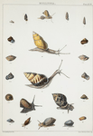 1. Cyclostoma spiracellum; 2. Pupina Mindorensis; 3. Cyclostoma læve; 4. Bulimus gregarius; 5. Bulimus Meiacoshimensis; 6. Cyclostoma tenebricosum; 7. Helix calliostoma; 8. Cyclostoma reticulatum; 9. Helix curvilabrum; 10. Bulimus chloris; 11. Bulimus citrinus; 12. Scarabus trigonus; 13. Scarabus imbrium; 14. Helix tropidophora; 15. Auricula subula; 16. Scarabus Cumingianus; 17. Melampus leucodon; 18. Helix obscurata.