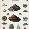 1. Bulimus Adamsii; 2. Helix Tayloriana; 3. Helix Typinsana; 4. Helix Brookei; 5. Helix Batanica; 6. Helix Mackensii; 7. Helix vittata; 8. Chiton formosus; 9. Chiton Coreanicus; 10. Chiton acutirostratus; 11. Chiton petasus.