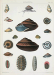 1. Bulimus Adamsii; 2. Helix Tayloriana; 3. Helix Typinsana; 4. Helix Brookei; 5. Helix Batanica; 6. Helix Mackensii; 7. Helix vittata; 8. Chiton formosus; 9. Chiton Coreanicus; 10. Chiton acutirostratus; 11. Chiton petasus.