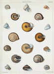 1. Helix antiqua; 2. Helix Coreanica; 3. Helix leucostoma; 4. Helix orientalis; 5. Helix immaculata; 6. Helix caliginosa; 7. Helix decora; 8. Helix densa; 9. Helix plurizonata; 10. Helix canescens; 11. Helix conoidalis.