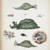 1. Aplisia lineolata; 2. Aplysia fimbriata; 3. Aplysia oculifera; 4. Goniodoris trilineata; 5. Stylifer Astericola; 6. Phorus Solarioides; 7. Phorus exutus; 8. Columbella fulgurans.