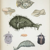 1. Siphonotus geographicus; 2. Bulla soluta; 3. Bulla Coreanica; 4. Dolabella Rumphii; 5. Bulla Voluta; 6. Pleurobranchus luniceps; 7. Aplysia nodifera.