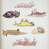 1. Bornella digitata; 2. Scyllæa Grayæ; 3. Bornella Adamsii; 4. Bulla vexillum; 5. Ceratosoma cornigerum; 6. Goniodoris Whitei; 7. Natica melanostoma.