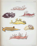 1. Bornella digitata; 2. Scyllæa Grayæ; 3. Bornella Adamsii; 4. Bulla vexillum; 5. Ceratosoma cornigerum; 6. Goniodoris Whitei; 7. Natica melanostoma.