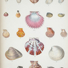 1. Terebratula Japonica; 2. Terebratula angusta; 3. Terebratula Coreanica; 4. Terebratula Capensis; 5. Terebratula abyssicola; 6. Lima  Basilanica; 7. Lima orientalis; 8. Nucula mirabilis; 9. Nucula Japonica; 10. Pecten Reevei; 11. Pecten fulvicostatus; 12. Pecten aurantiacus; 13. Pecten asperulatus; 14. Pecten denticulatus; 15. Pecten cristularis; 16. Venus Labuana; 17. Artemis Dunkeri;  18. Venus costellifera; 19. Ostræa pyxidata; 20. Chama laciniata; 21. Cardita ferruginosa.
