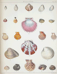 1. Terebratula Japonica; 2. Terebratula angusta; 3. Terebratula Coreanica; 4. Terebratula Capensis; 5. Terebratula abyssicola; 6. Lima  Basilanica; 7. Lima orientalis; 8. Nucula mirabilis; 9. Nucula Japonica; 10. Pecten Reevei; 11. Pecten fulvicostatus; 12. Pecten aurantiacus; 13. Pecten asperulatus; 14. Pecten denticulatus; 15. Pecten cristularis; 16. Venus Labuana; 17. Artemis Dunkeri;  18. Venus costellifera; 19. Ostræa pyxidata; 20. Chama laciniata; 21. Cardita ferruginosa.