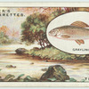 Grayling fishing on the Dove.