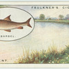 Barbel fishing on the Trent.