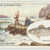 Bass fishing off the Cornish Coasts.