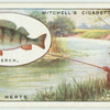 Perch fishing on the Lea.