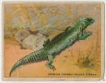 Arabian Thorny-Tailed Lizard.