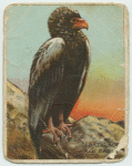 Bateleur Eagle.