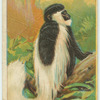 Guereza Monkey.