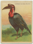 Horned Guinea Raven.