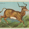 Impala.