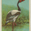 Jabiru.