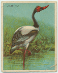 Jabiru.