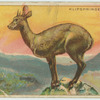 Klipspringer