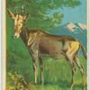 Konzi
