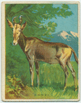 Konzi