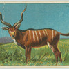 Kudu