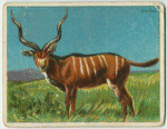 Kudu.