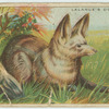 Lalande's Dog.