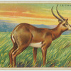Lechwe.