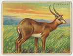 Lechwe.