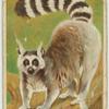 Ring-Tailed Lemur.