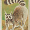Ring-Tailed Lemur.