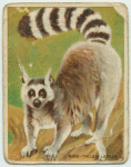 Ring-Tailed Lemur.