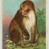 Magot or Barbary Macaque.