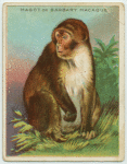 Magot or Barbary Macaque.