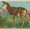 Okapi.