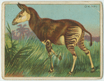 Okapi.