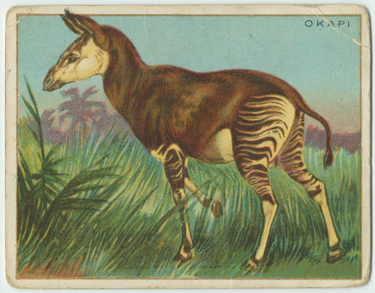 Okapi. - NYPL Digital Collections
